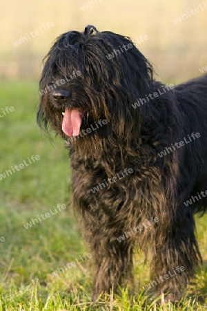 schwarzer Briard