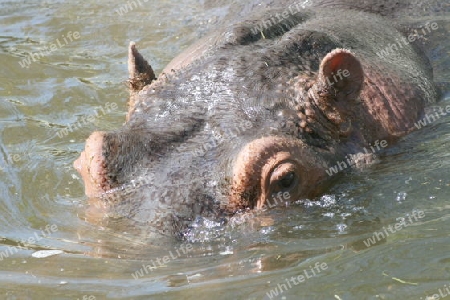 Portrait shot of a hippopotamus in water    