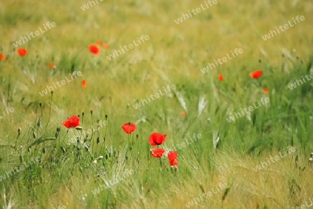 Kornfeld mit Mohnblumen