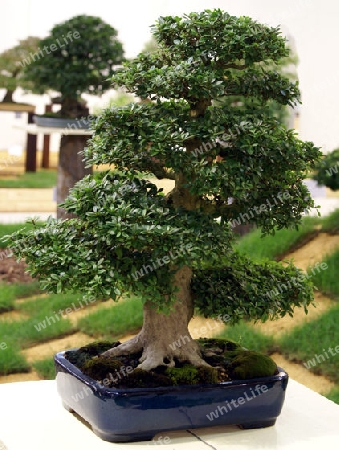 Bonsai