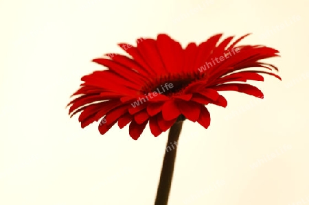 Gerbera