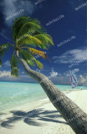 
Der Traumstrand mit Palmen und weissem Sand an der Insel Velavaru im Southmale Atoll auf den Inseln der Malediven im Indischen Ozean.   