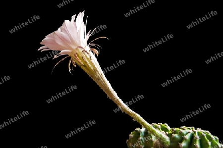 bl?hender Echinopsis eyriesii