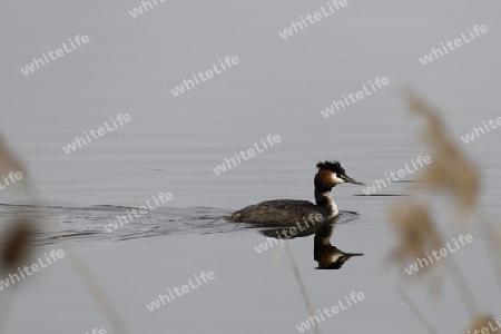 Haubentaucher, (Podiceps cristatus