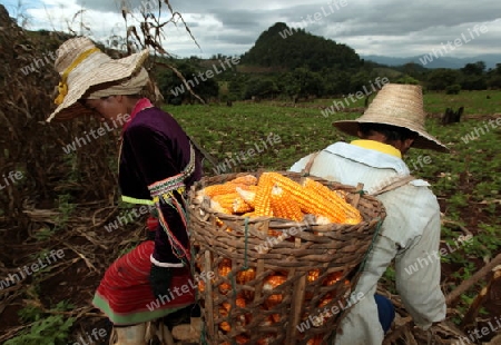 Traditionell gekleidete Frau von einem Stamm der Dara-Ang bei ernten von Maiskolben in einem Maisfeld beim Dof Chiang Dao noerdlich von Chiang Mai im Norden von Thailand. 