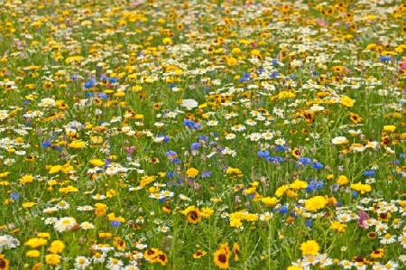 bunte Blumenwiese