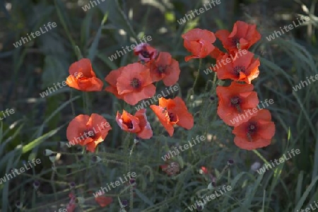 Mohn_5