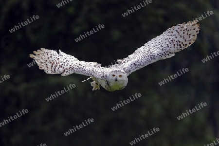 Schnee-Eule (Bubo scandiacus, Nyctea scandiaca ) im Flug