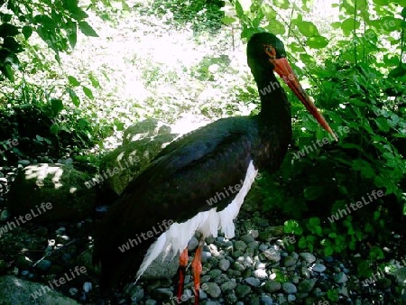 Schwarzer Storch