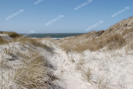 D?nenlandschaft auf Sylt