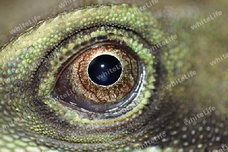 Auge einer Wasseragame