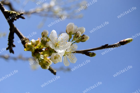 herrliche Kirschbl?te im April