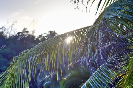 Beautiful palm trees at the beach on the tropical paradise islands Seychelles