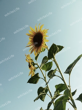 Sonnenblume