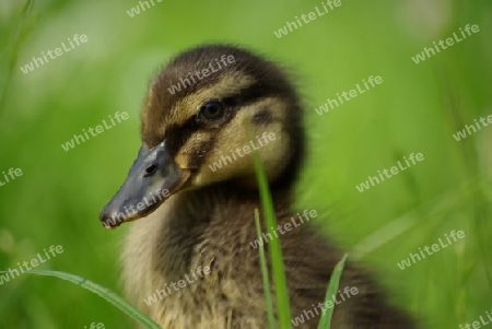 Entenk?ken im Gras