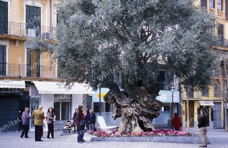 Der Grosse Baum  in der Altstadt von Palma de Mallorca der Hauptstadt der Insel Mallorca einer der Balearen Inseln im Mittelmeer. 