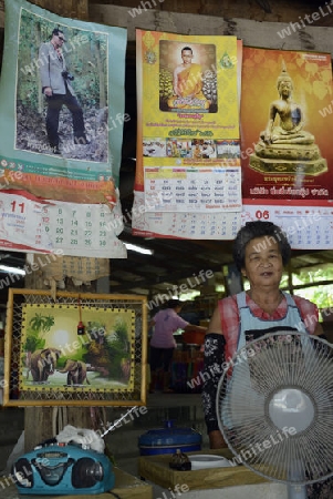 Ein Bild das Koenig Bhumibol auf eineer Papier Schirm Fabrik in Chiang Mai im norden von Thailand in Suedostasien.