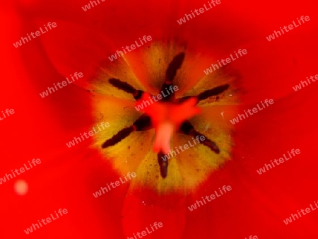 Tulpe