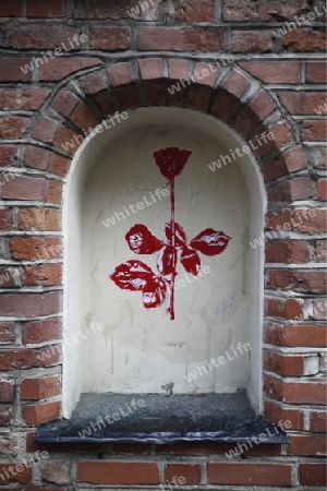 a red Rose in the old Town of the City Vilnius  in the Baltic State of Lithuania,  