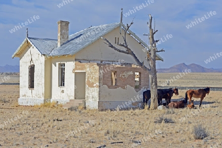 Wildpferde an verfallenen Bahnshofsgeb?ude von Garub bei Aus, Namibia, Afrika