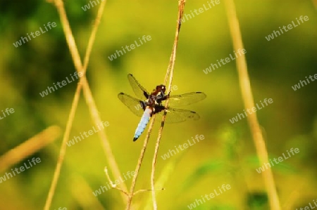 Segellibelle , Libellilidae