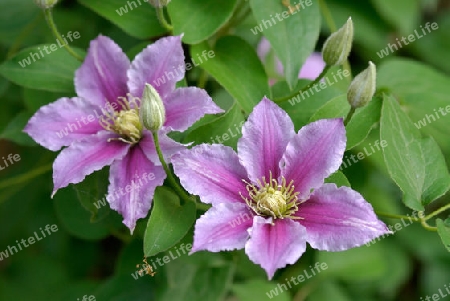 Clematis