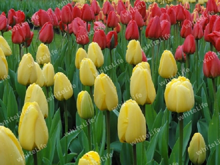 Tulpen im Keukenhof