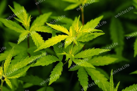 Green Leafs