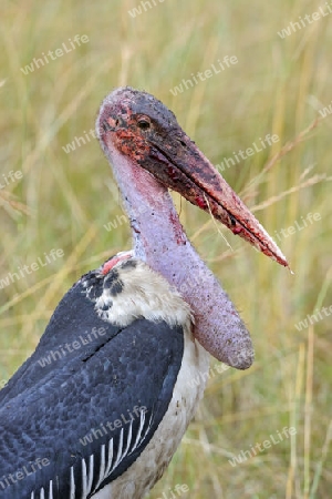 Marabu (Leptoptilos crumeniferus) mit blutverschmiertem Schnabel nach fressen von Aas,  am fr?hen Morgen, Masai Mara, Kenia, Afrika