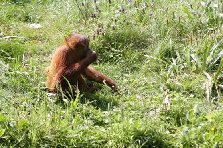 Orang Utan - Pongo pygmaeus