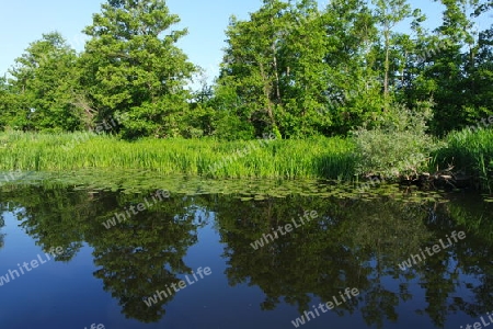 Grüner Haff Ufer