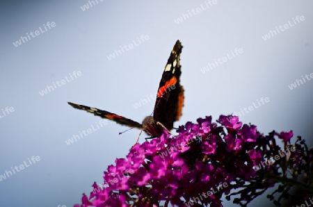 Schmetterling im Sommerflieder