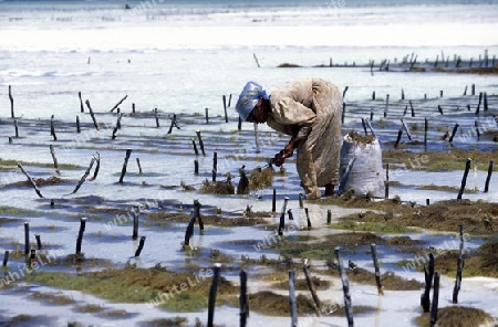 Eine Frau bei der Ernte von Seegrass in einer Seegrass Plantage bei Bwejuu an der Ostkueste der Insel Sansibar im Indischen Ozean in Tansania in Ostafrika..