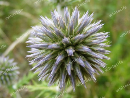 Kugeldistel