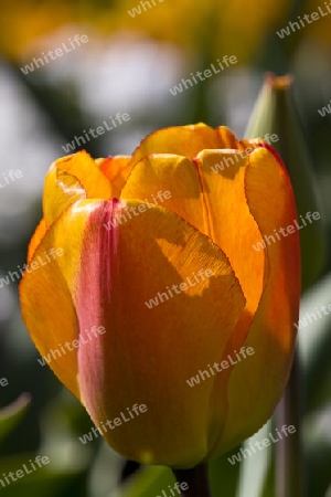 Tulpe