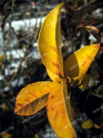 Herbstlaub