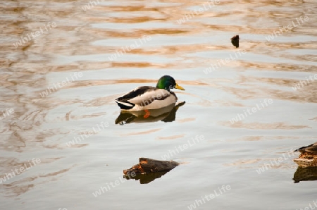 Ente im Wasser