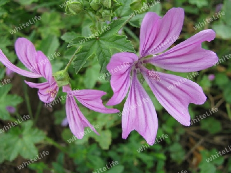 violette Bluete auf dem Waldboden