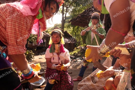 Eine Traditionell gekleidete Langhals Frau eines Paudang Stammes aus Burma lebt in einem Dorf noerdlich von Chiang Mai in Nord Thailand. 