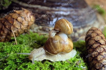 schnecke transporter