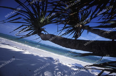 Der Traumstrand  von Michamvi am Chwaka Bay an der Ost-Kueste auf der Insel Zanzibar welche zu Tansania gehoert.         