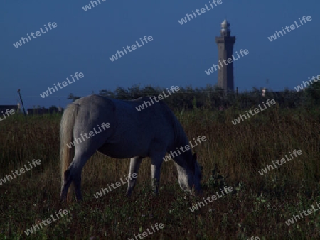 Schimmel vor Leuchtturm