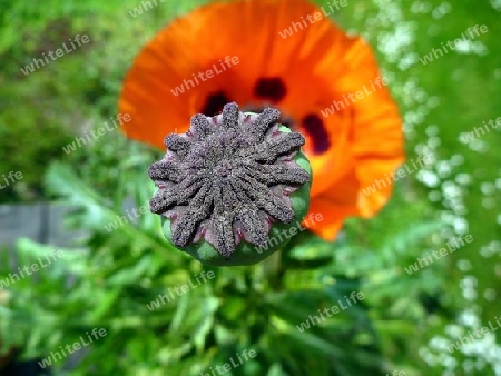 Mohn