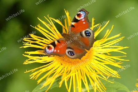 Schmetterling auf Blume