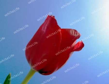 Tulpe