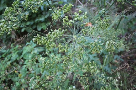 Bl?tenstand Wiesenb?renklau