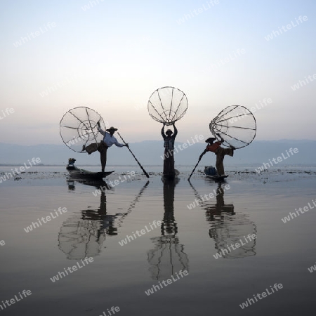 Fishermen at sunrise in the Landscape on the Inle Lake in the Shan State in the east of Myanmar in Southeastasia.