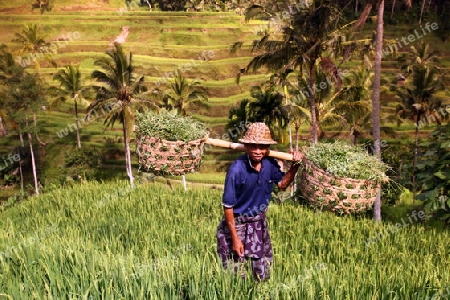 Die Reisfelder von Tegalalang noerdlich von Ubud in Zentral Bali auf der Insel Bali in Indonesien..