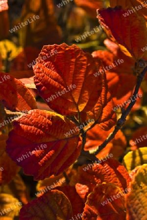 Zaubernuss, Hamamelis, Herbstfarben gelb rot,