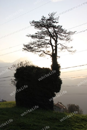 Baum auf Stein